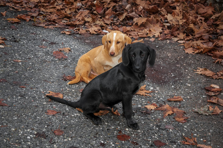 stray puppies and red autumn leaves
