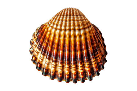 Sea natural shell over white