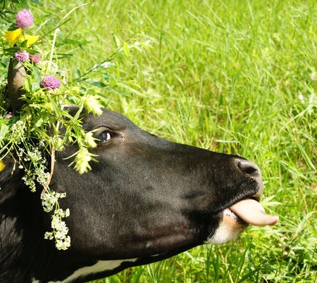 The Cow shows its language with beautiful bouquet on head.の写真素材