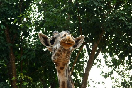 head of the giraffe on background high treeの写真素材