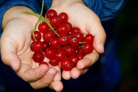 child with hands by pervaded berry of the red currantの写真素材