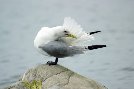 sea gull sits on stone and cleans featherの写真素材