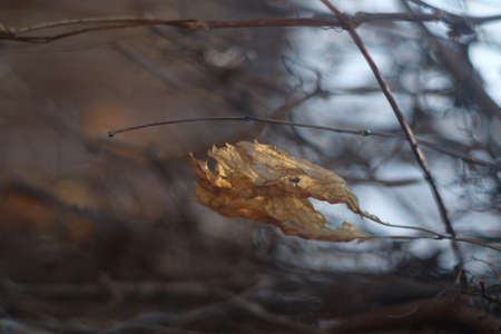 The first flowers and what happened to last year's plantsの写真素材