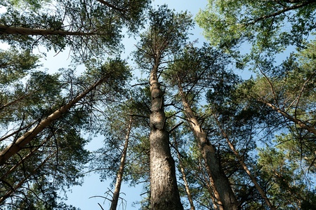 Pine wood against the blue sky