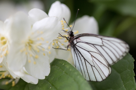 Beautiful butterfly on flowersの写真素材
