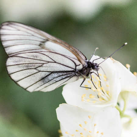 Beautiful butterfly on flowersの写真素材
