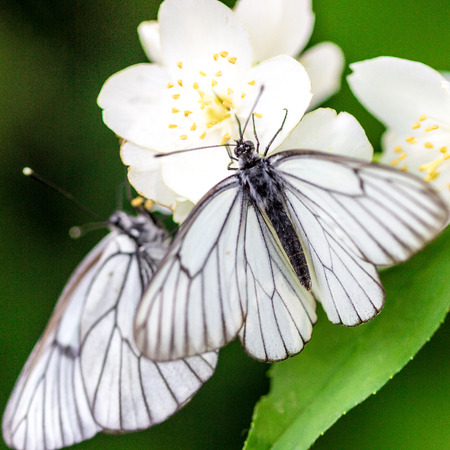 Beautiful butterfly on flowersの写真素材