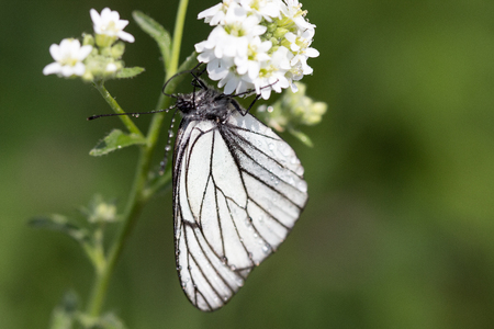 Beautiful  butterfly after rainの写真素材