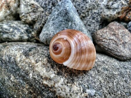 A little shell near the sea.