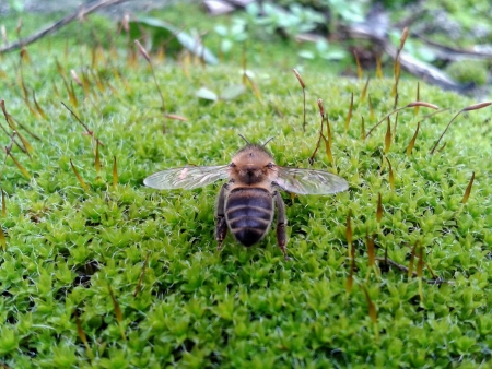 A little bee.の素材