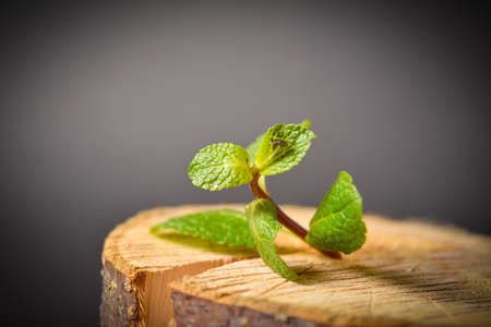 Side view of Fresh peppermint plant on wooden log. Mint on dark background. Copy space image. Macro shot. Kitchen still lifeの写真素材