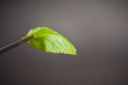 Fresh mint leaf hold in tweezers. Green herb on dark background. Copy space image. Macro shot. Kitchen still lifeの写真素材