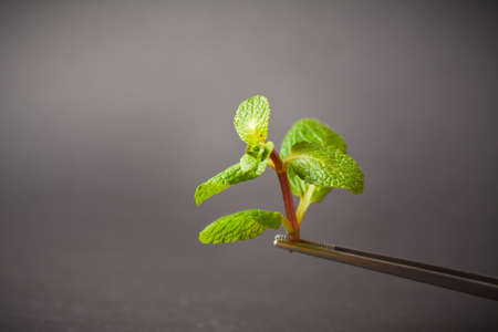 Fresh peppermint plant hold in tweezers. Mint leaves on dark background. Copy space image. Macro...