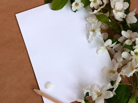 empty paper sheet with pencil and blossom apple tree  branchesの写真素材