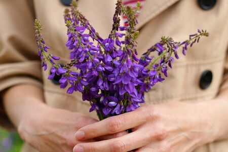 a young woman holds in her hands a fresh little bouquet of wildflowers. Morning florist walk in nature. Drawing up bouquets. Delicate purple flowers in the hands of a girl in a beige coatの写真素材