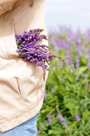 the young woman gathered her hands and carefully put a fresh small bouquet of wild flowers in her coat pocket. Morning florist walk in nature. Drawing up bouquets. Delicate purple flowers in a beige coat pocket. The decorator collected a bouquet a bouquet of wild purple flowers peeking out of their female coat pockets against a flowering fieldの写真素材