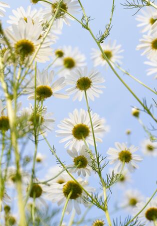 Blooming daisy on a background of blue sky in the summer evening. White yellow meadow blooming flower. bottom view of the delicate petals, stems and leaves of chamomileの写真素材