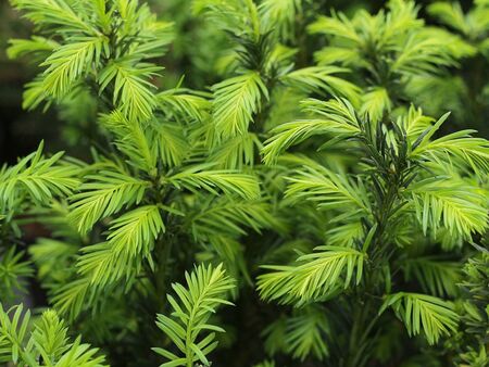 green tips of spruce branches background. young shoots of coniferous plants grew on a dark trunk. selective focus, merry christmas and happy new year conceptの写真素材