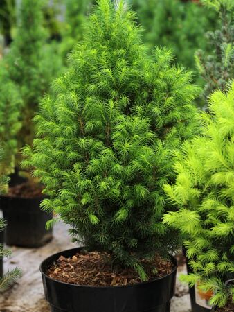 christmas tree in a pot. young pine grown in a large pot in a flower shop. Fir tree in a pot on the window. young light green needles of conifers grew on dark branches. home plant for new yearの写真素材