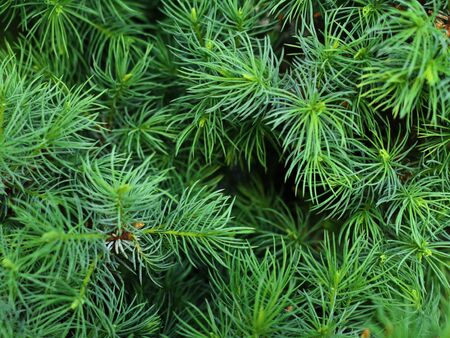 green tips of spruce branches background. young shoots of coniferous plants grown on a dark trunk. Little pine tree grew in a flower shop. selective focus, merry christmas and happy new year conceptの写真素材