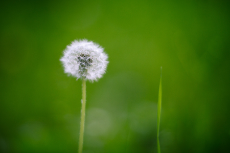White dandelion and green blade on a green backgroundの写真素材