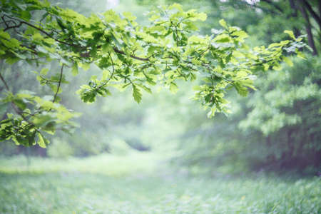 Oak branch with green leaves in the woodの写真素材