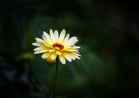Marigold on a dark backgroundの写真素材
