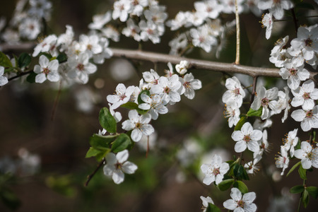 Cherry blossoms on a branch in the springの写真素材
