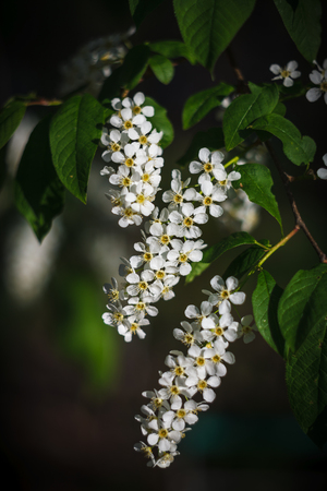 Three inflorescences of a bird cherry and green leaves on a branchの写真素材