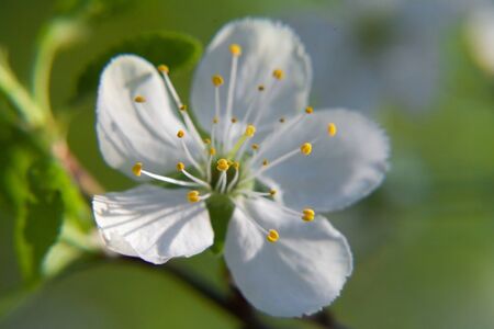 White plum blossom with yellow stamensの写真素材