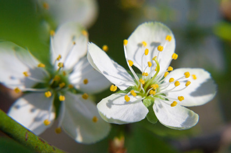 Two white plum blossom with yellow stamensの写真素材