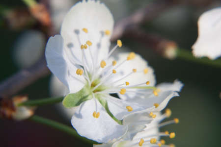 Two white plum blossoms with yellow stamensの写真素材