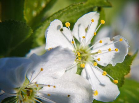 Two white plum blossoms with yellow stamensの写真素材