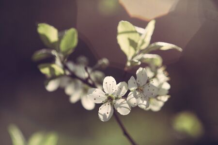 Plum blossoms and leaves on a branchの写真素材