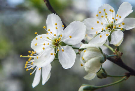 Three white plum blossoms with yellow stamens and three plum buds on a branchの写真素材