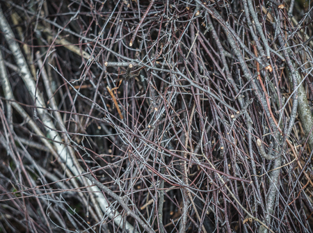 Thin branches of a birchの写真素材