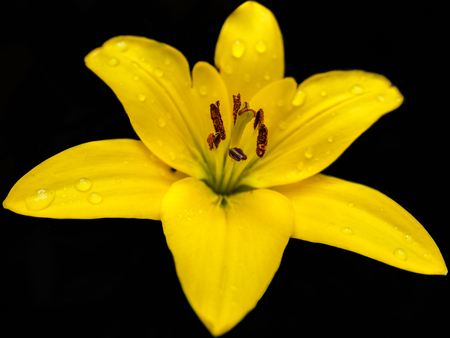 Isolated yellow lily with yellow pistil and brown and orange stamens and drops of dew on a black backgroundの写真素材