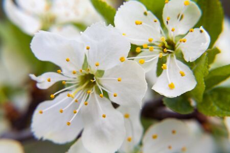 Two white plum blossoms with yellow stamensの写真素材