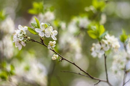 Blossoming plum branchの写真素材