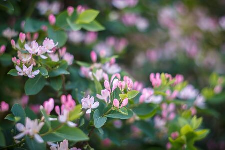 Honeysuckle branches with pink flowers and green leavesの写真素材