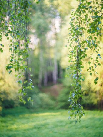 The hanging-down birch branches with green leaves form a frame around non focused woodの写真素材