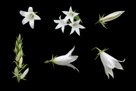 Isolated flowers and buds of white chimney bellflower (Campanula pyramidalis) on a black backgroundの写真素材
