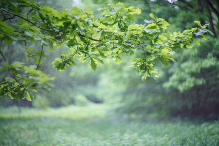 Oak branch with green leaves in the woodの写真素材
