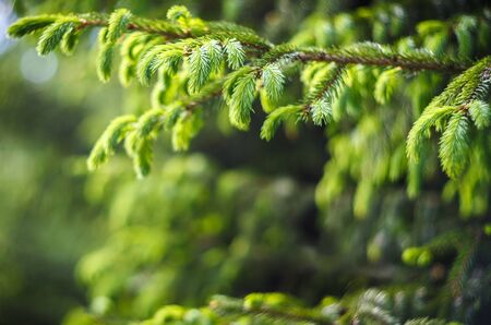 Spruce branch with young shoots in springtimeの写真素材