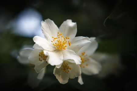 White flowers and green leaves of jasmine (Philadelphus)の写真素材