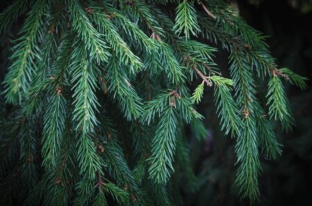 Green spruce branches with green needlesの写真素材