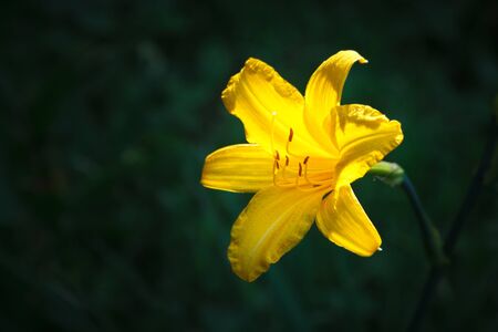 Beautiful yellow lily on a dark green background in a sunlightの写真素材