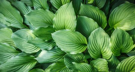 Green leaves with arc-shaped streaks close up natural backgroundの写真素材