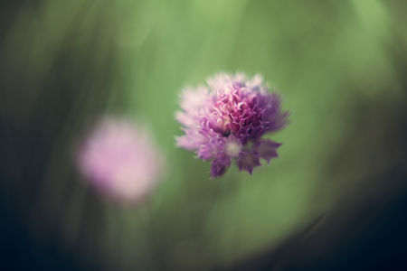 A purple flower of a chive on a green grass backgroundの写真素材