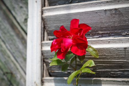Beautiful red rose on the white aged boards backgroundの写真素材